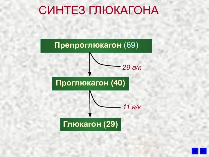 СИНТЕЗ ГЛЮКАГОНА Препроглюкагон (69) Проглюкагон (40) Глюкагон (29) 29 а/к 11 а/к