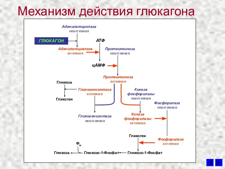 Механизм действия глюкагона Аденилатциклаза неактивная АТФ ГЛЮКАГОН Протеинкиназа неактивная Протеинкиназа активная