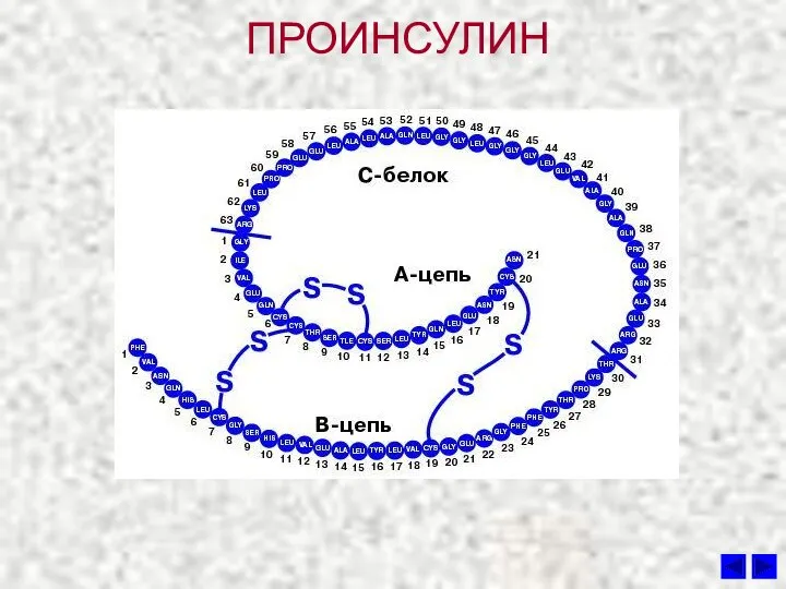 ПРОИНСУЛИН