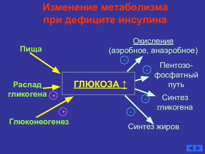 Изменение метаболизма при дефиците инсулина ГЛЮКОЗА ↑ Глюконеогенез Распад гликогена Пища