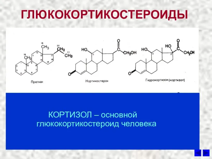 ГЛЮКОКОРТИКОСТЕРОИДЫ КОРТИЗОЛ – основной глюкокортикостероид человека