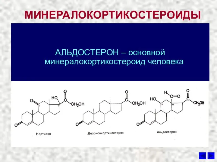 МИНЕРАЛОКОРТИКОСТЕРОИДЫ АЛЬДОСТЕРОН – основной минералокортикостероид человека