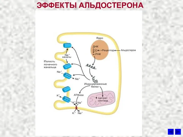 ЭФФЕКТЫ АЛЬДОСТЕРОНА