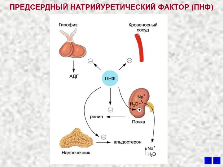 ПРЕДСЕРДНЫЙ НАТРИЙУРЕТИЧЕСКИЙ ФАКТОР (ПНФ)