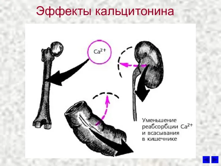 Эффекты кальцитонина