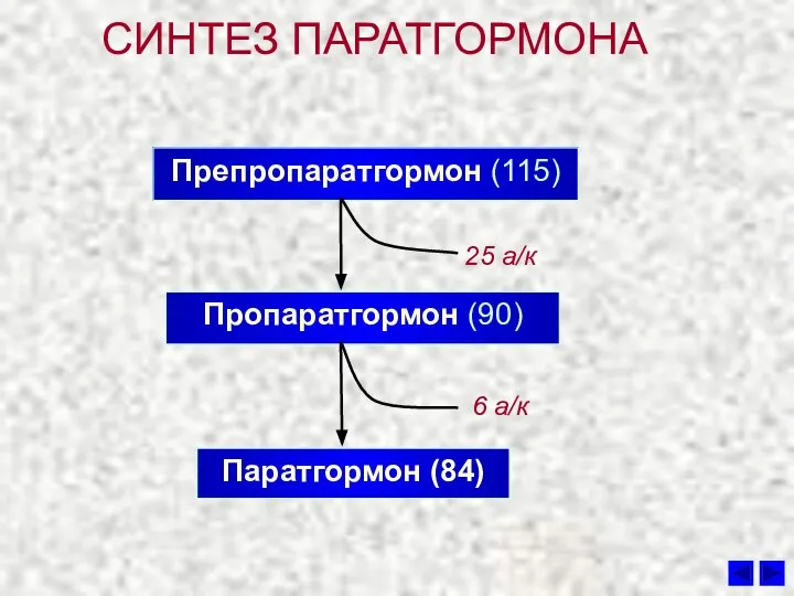 СИНТЕЗ ПАРАТГОРМОНА Препропаратгормон (115) Пропаратгормон (90) Паратгормон (84) 25 а/к 6 а/к