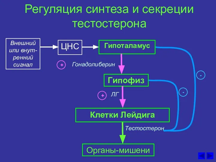 Регуляция синтеза и секреции тестостерона ЦНС Гонадолиберин Гипоталамус Гипофиз ЛГ Клетки