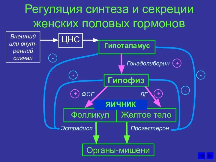 Регуляция синтеза и секреции женских половых гормонов ЦНС Гонадолиберин Гипоталамус Гипофиз