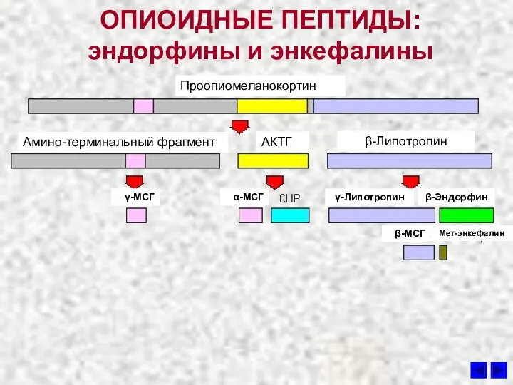 ОПИОИДНЫЕ ПЕПТИДЫ: эндорфины и энкефалины