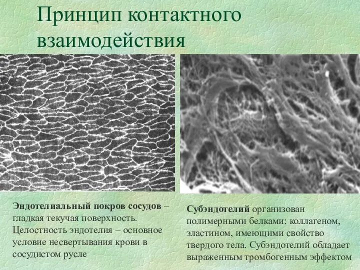 Принцип контактного взаимодействия Эндотелиальный покров сосудов – гладкая текучая поверхность. Целостность