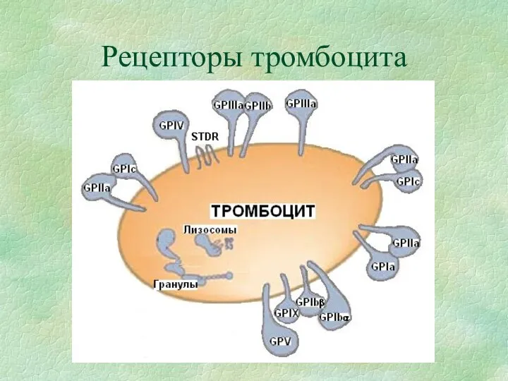 Рецепторы тромбоцита