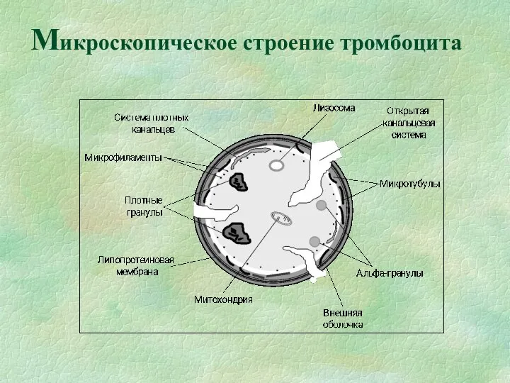 Микроскопическое строение тромбоцита