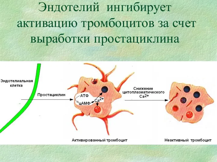 Эндотелий ингибирует активацию тромбоцитов за счет выработки простациклина