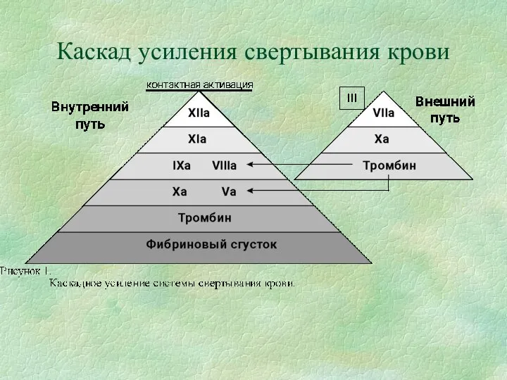 Каскад усиления свертывания крови