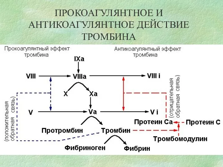 ПРОКОАГУЛЯНТНОЕ И АНТИКОАГУЛЯНТНОЕ ДЕЙСТВИЕ ТРОМБИНА