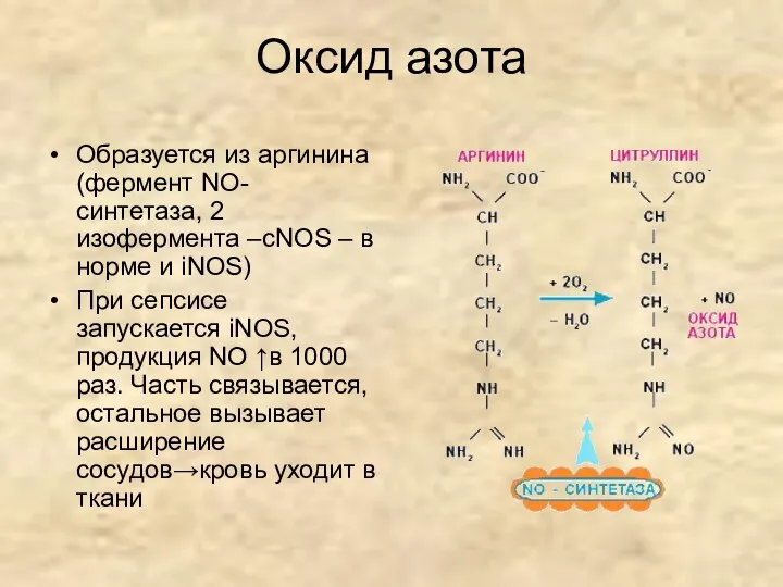 Оксид азота Образуется из аргинина (фермент NO-синтетаза, 2 изофермента –сNOS –