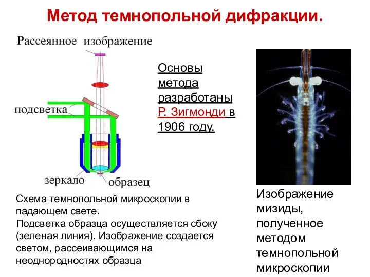 Метод темнопольной дифракции. Изображение мизиды, полученное методом темнопольной микроскопии Схема темнопольной