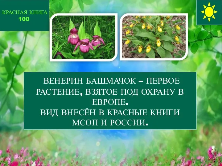 ВЕНЕРИН БАШМАЧОК – ПЕРВОЕ РАСТЕНИЕ, ВЗЯТОЕ ПОД ОХРАНУ В ЕВРОПЕ. ВИД