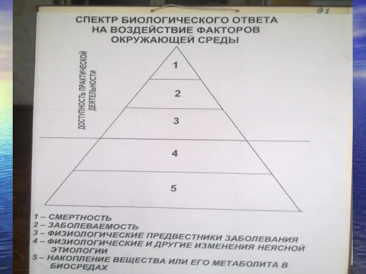 Пирамида биологических ответов