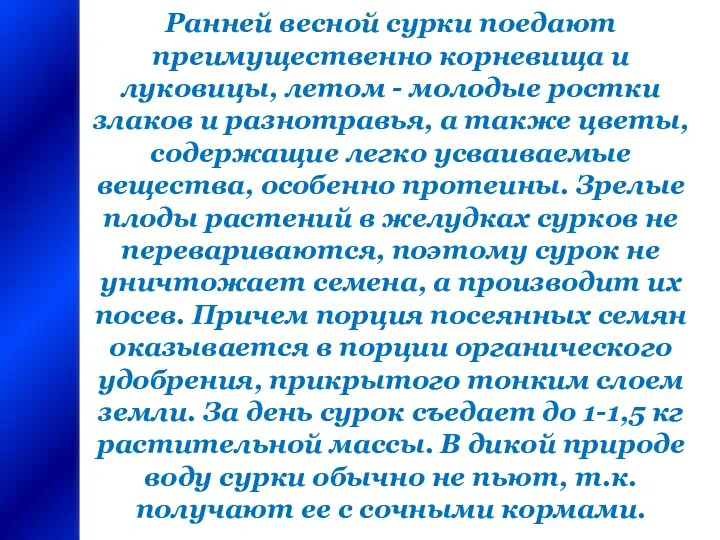 Ранней весной сурки поедают преимущественно корневища и луковицы, летом - молодые