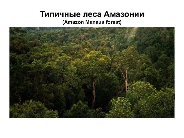 Типичные леса Амазонии (Amazon Manaus forest)