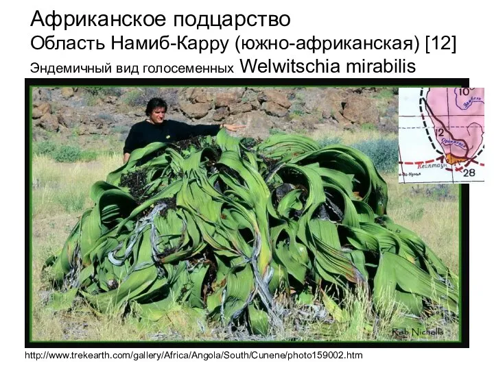 Африканское подцарство Область Намиб-Карру (южно-африканская) [12] Эндемичный вид голосеменных Welwitschia mirabilis http://www.trekearth.com/gallery/Africa/Angola/South/Cunene/photo159002.htm