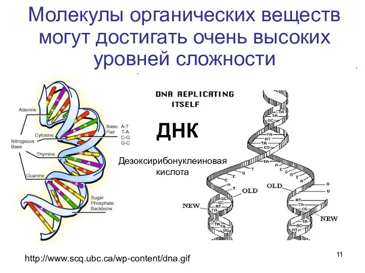 Молекулы органических веществ могут достигать очень высоких уровней сложности http://www.scq.ubc.ca/wp-content/dna.gif ДНК Дезоксирибонуклеиновая кислота