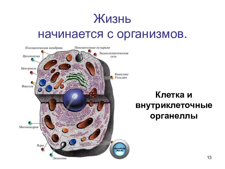 Жизнь начинается с организмов. Клетка и внутриклеточные органеллы