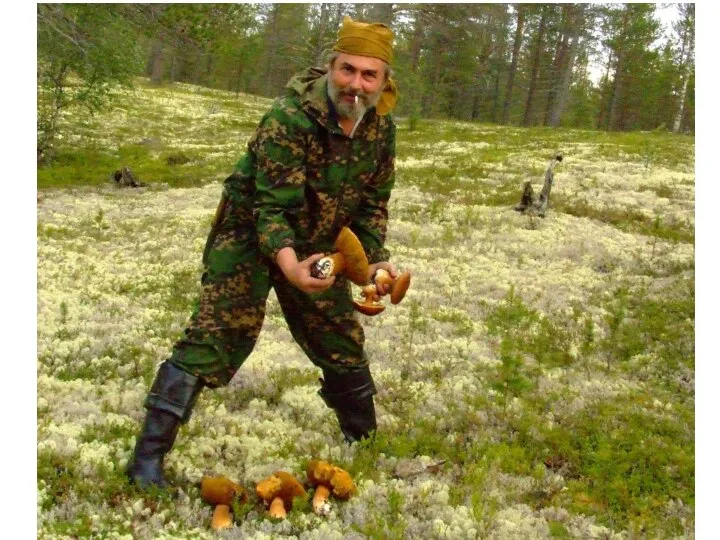 Белый гриб, Boletus edulis Fr. Царство Грибы