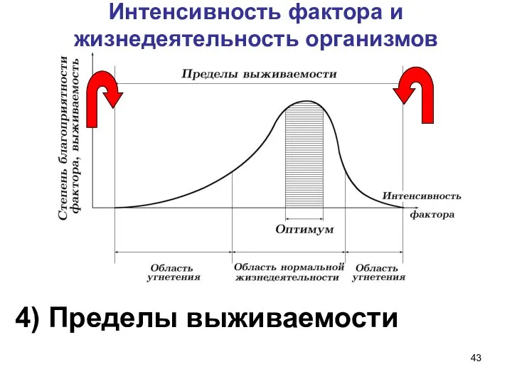 Интенсивность фактора и жизнедеятельность организмов 4) Пределы выживаемости