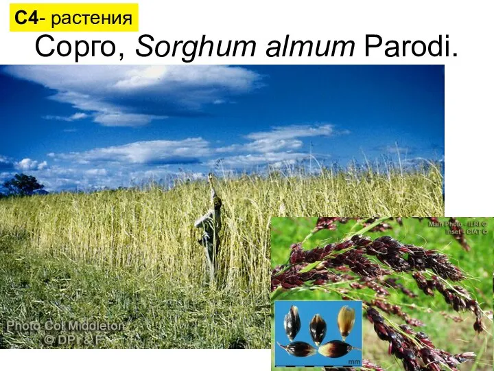 Сорго, Sorghum almum Parodi. С4- растения