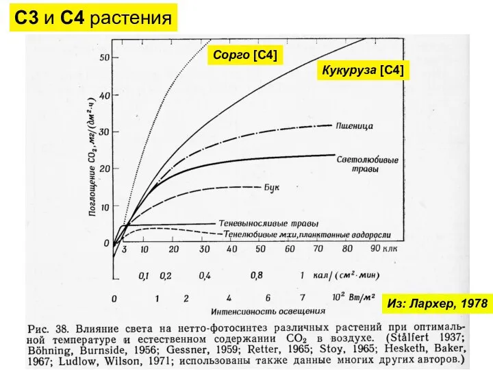 Из: Лархер, 1978 С3 и С4 растения Сорго [С4] Кукуруза [С4]