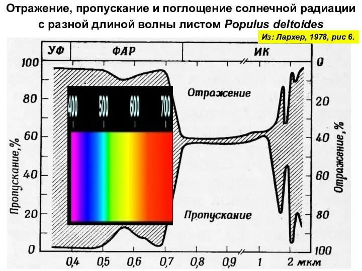 Отражение, пропускание и поглощение солнечной радиации с разной длиной волны листом