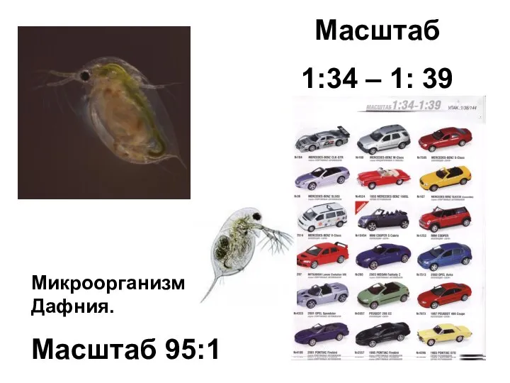 Масштаб 1:34 – 1: 39 Микроорганизм Дафния. Масштаб 95:1