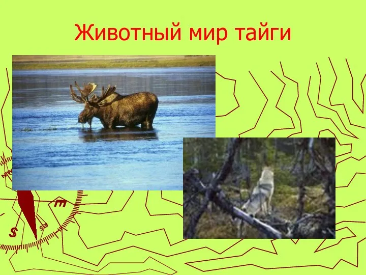 Животный мир тайги