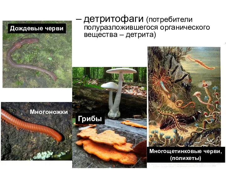 Многоножки Дождевые черви Многощетинковые черви, (полихеты) Грибы детритофаги (потребители полуразложившегося органического вещества – детрита)