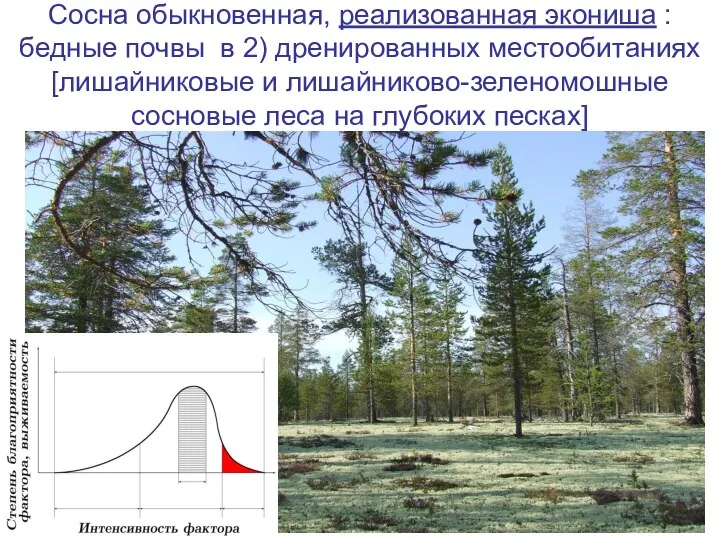 Сосна обыкновенная, реализованная экониша : бедные почвы в 2) дренированных местообитаниях