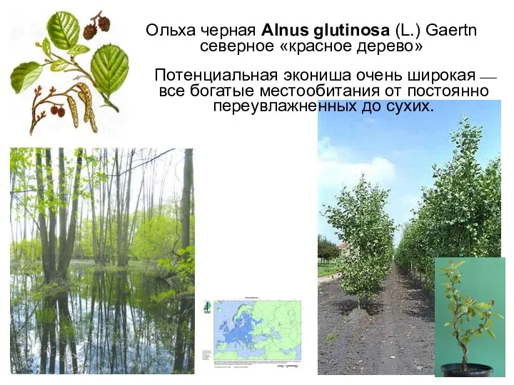 Ольха черная Alnus glutinosa (L.) Gaertn северное «красное дерево» Потенциальная экониша