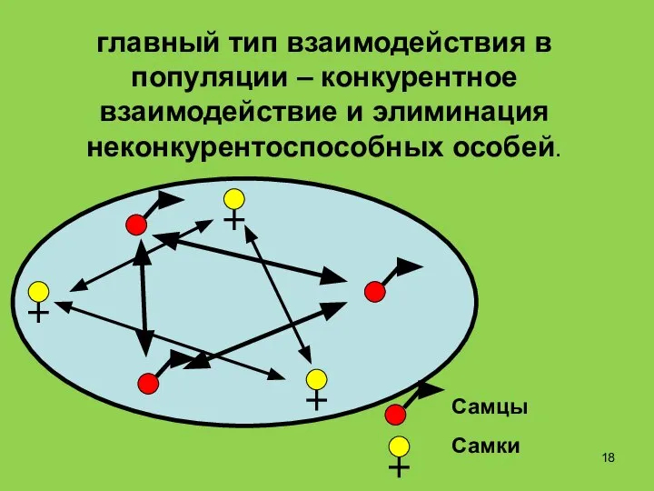 главный тип взаимодействия в популяции – конкурентное взаимодействие и элиминация неконкурентоспособных особей. Самцы Самки