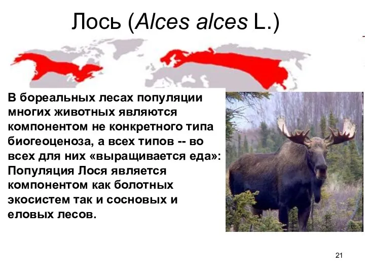 Лось (Alces alces L.) В бореальных лесах популяции многих животных являются