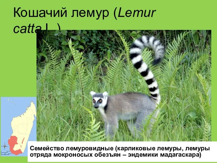 Кошачий лемур (Lemur catta L.) Семейство лемуровидные (карликовые лемуры, лемуры отряда мокроносых обезъян – эндемики мадагаскара)