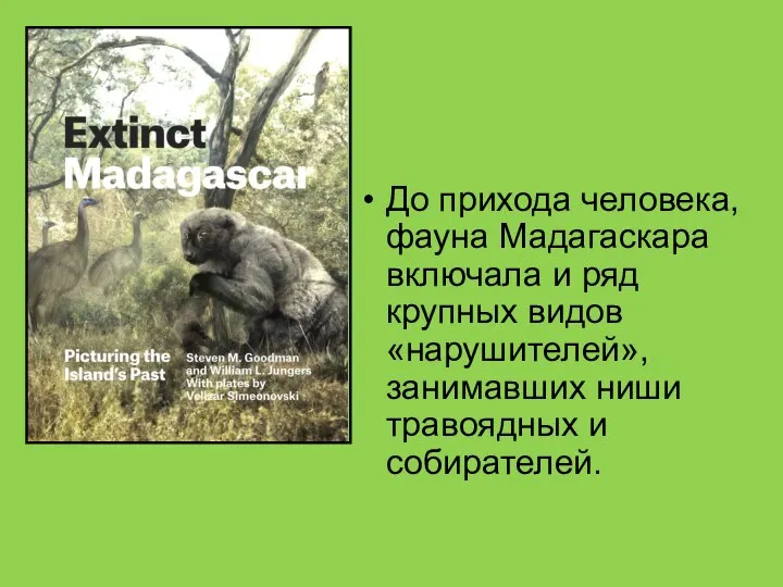 До прихода человека, фауна Мадагаскара включала и ряд крупных видов «нарушителей», занимавших ниши травоядных и собирателей.