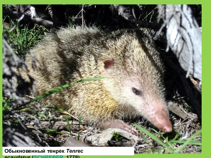 Обыкновенный тенрек Tenrec ecaudatus (SCHREBER, 1778)