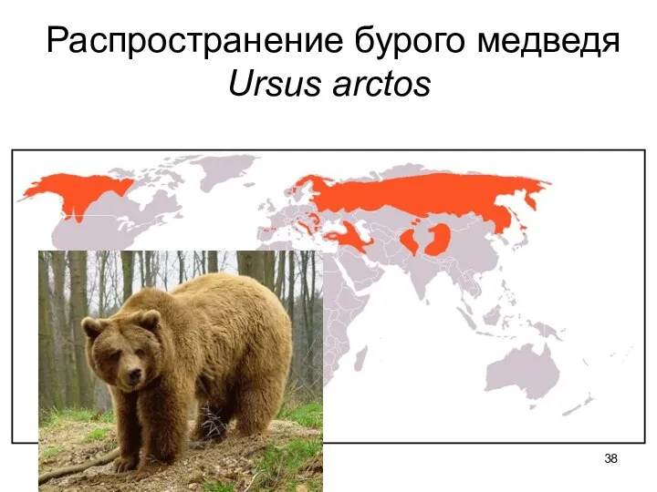 Распространение бурого медведя Ursus arctos