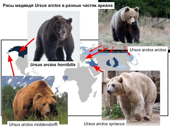 Ursus arctos middendorffi Ursus arctos syriacus Ursus arctos arctos Ursus arctos