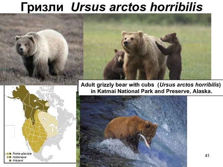 Гризли Ursus arctos horribilis Adult grizzly bear with cubs (Ursus arctos