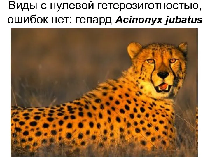 Виды с нулевой гетерозиготностью, ошибок нет: гепард Acinonyx jubatus