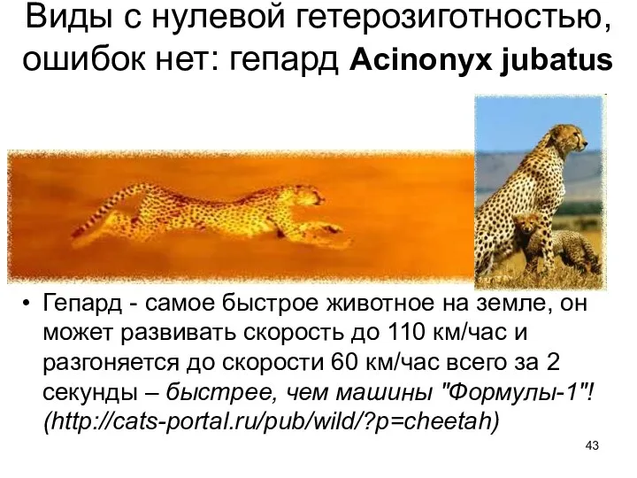 Виды с нулевой гетерозиготностью, ошибок нет: гепард Acinonyx jubatus Гепард -