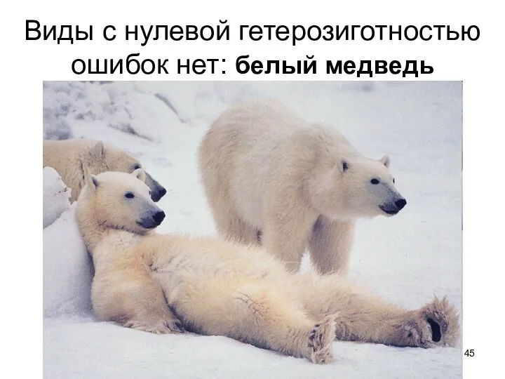 Виды с нулевой гетерозиготностью ошибок нет: белый медведь