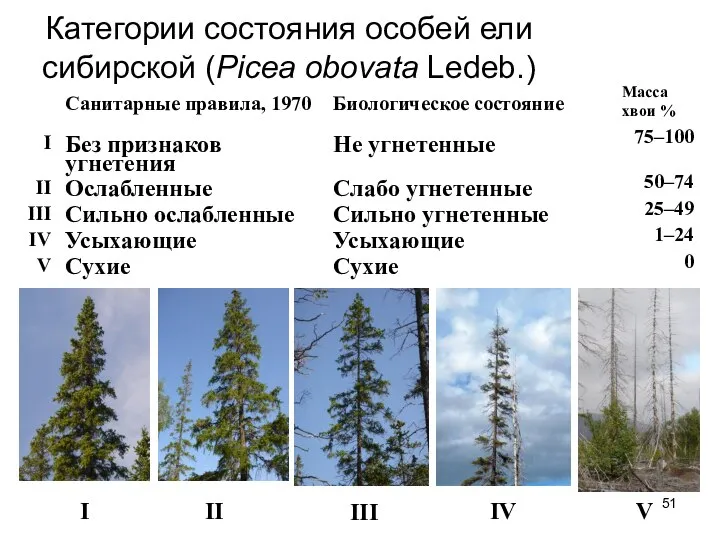 Категории состояния особей ели сибирской (Picea obovata Ledeb.) I II III IV V